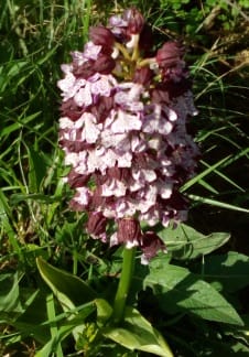 orchidée sauvage pourpre