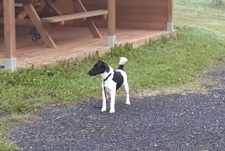 Votre chien tenu en laisse à Lespielle