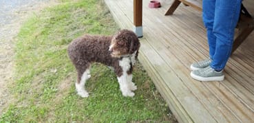 Chien accepté au camping