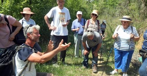 Observations des orchidées sauvages sur pelouses sèches