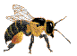 abeille