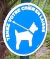 chien en laisse tout le temps