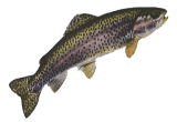 Pêche à la truite